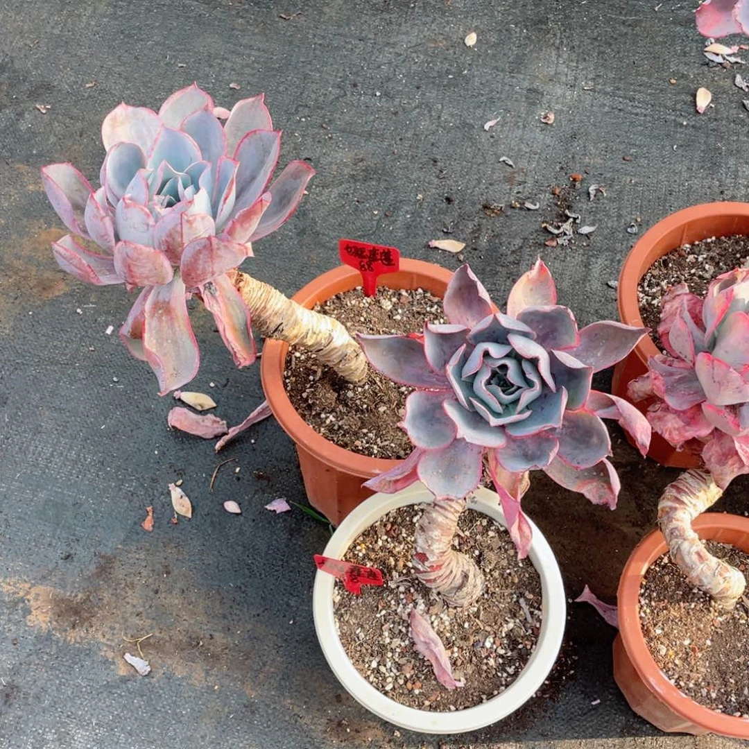 好运连连，肯尼迪，两颗