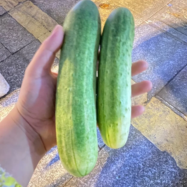 贵州本地农家土黄瓜