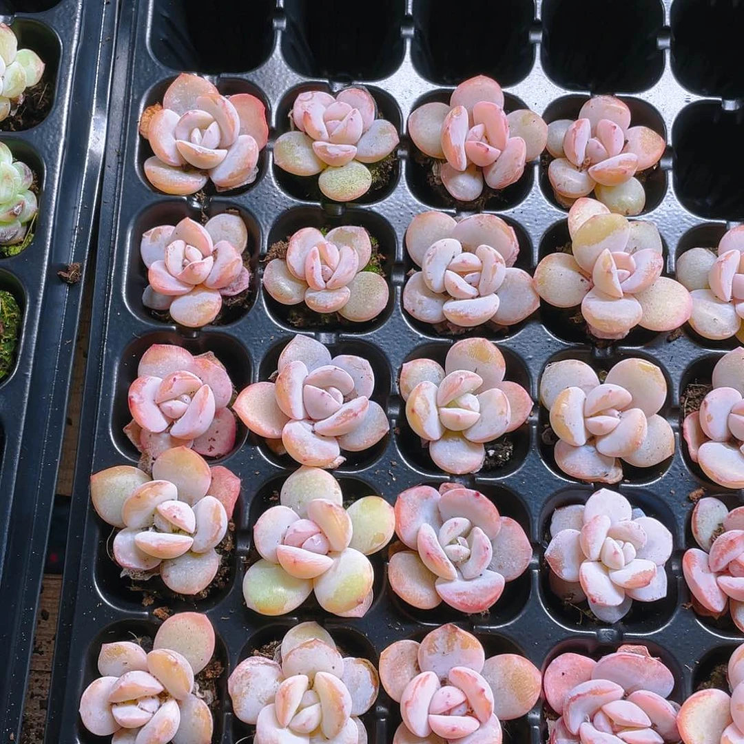 奶茶三个穴满25包邮