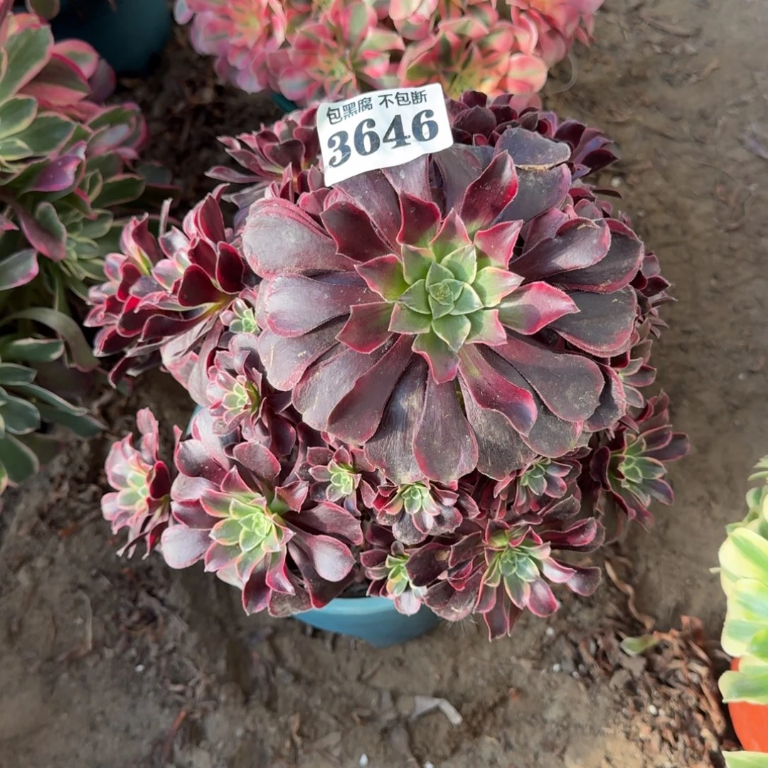 法师金丝雀3646 18-39