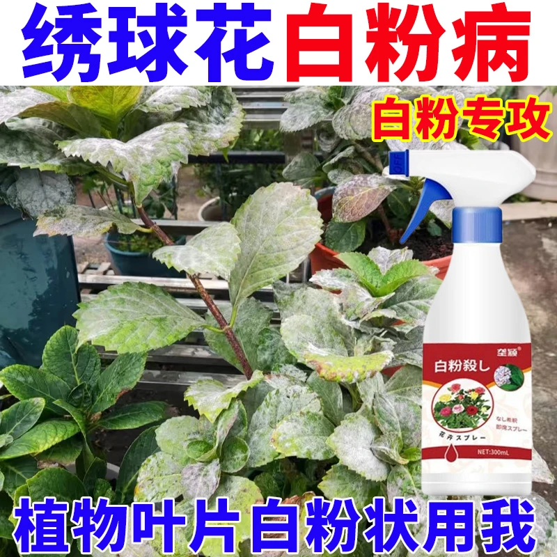 绣球花白粉病菌清绿植花卉白粉病专用营养液急救植物白粉病霜霉病