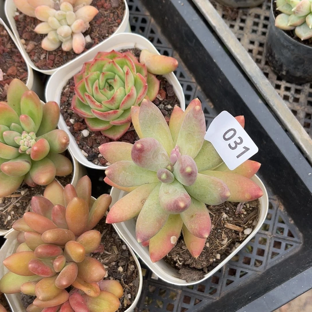 M****w031。  1111111111