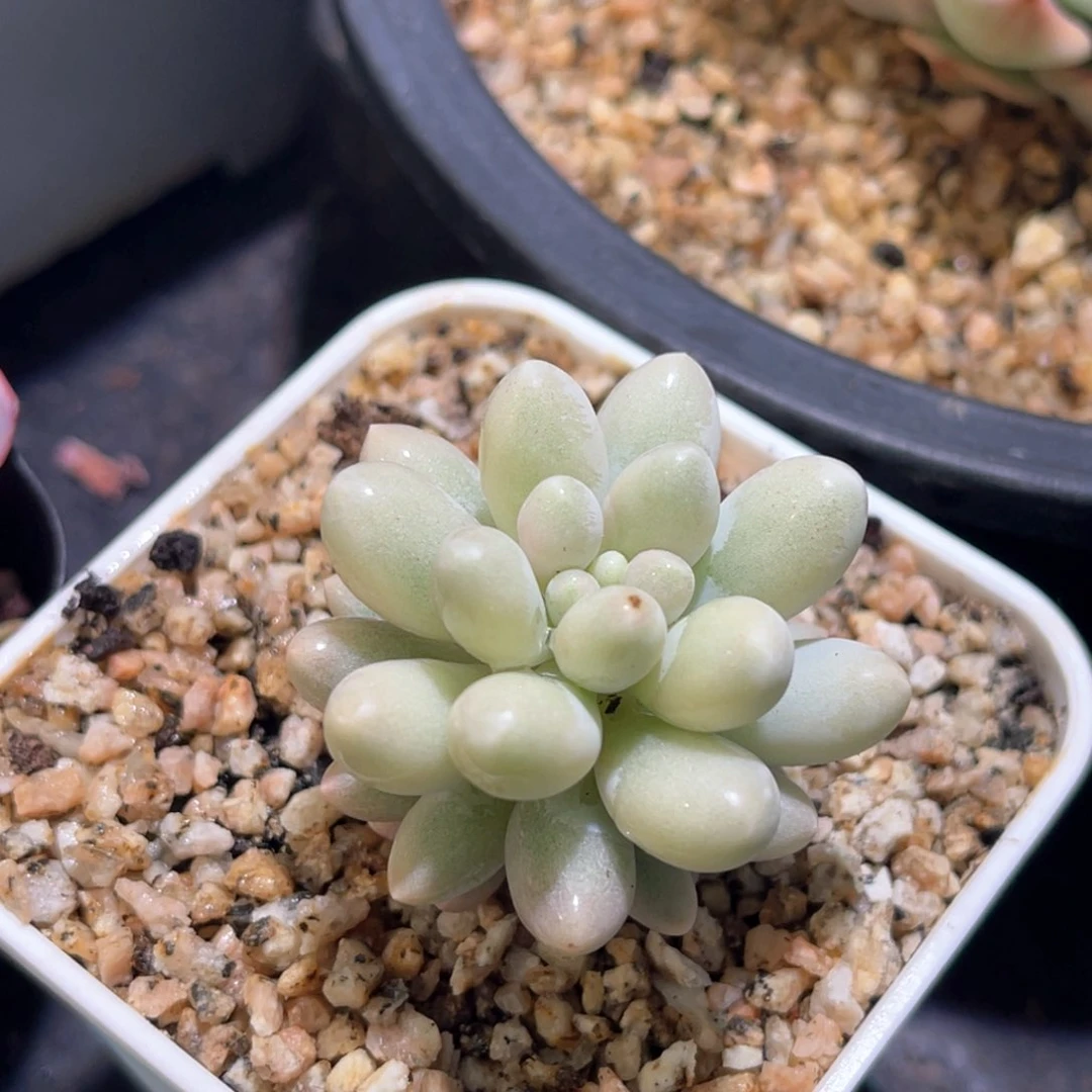 多肉特价婴儿手指锦带崽