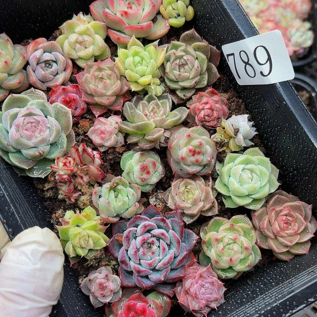 Z****多肉植物多肉植物789