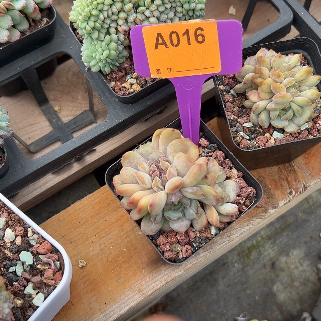 猫***城多肉植物一物一拍