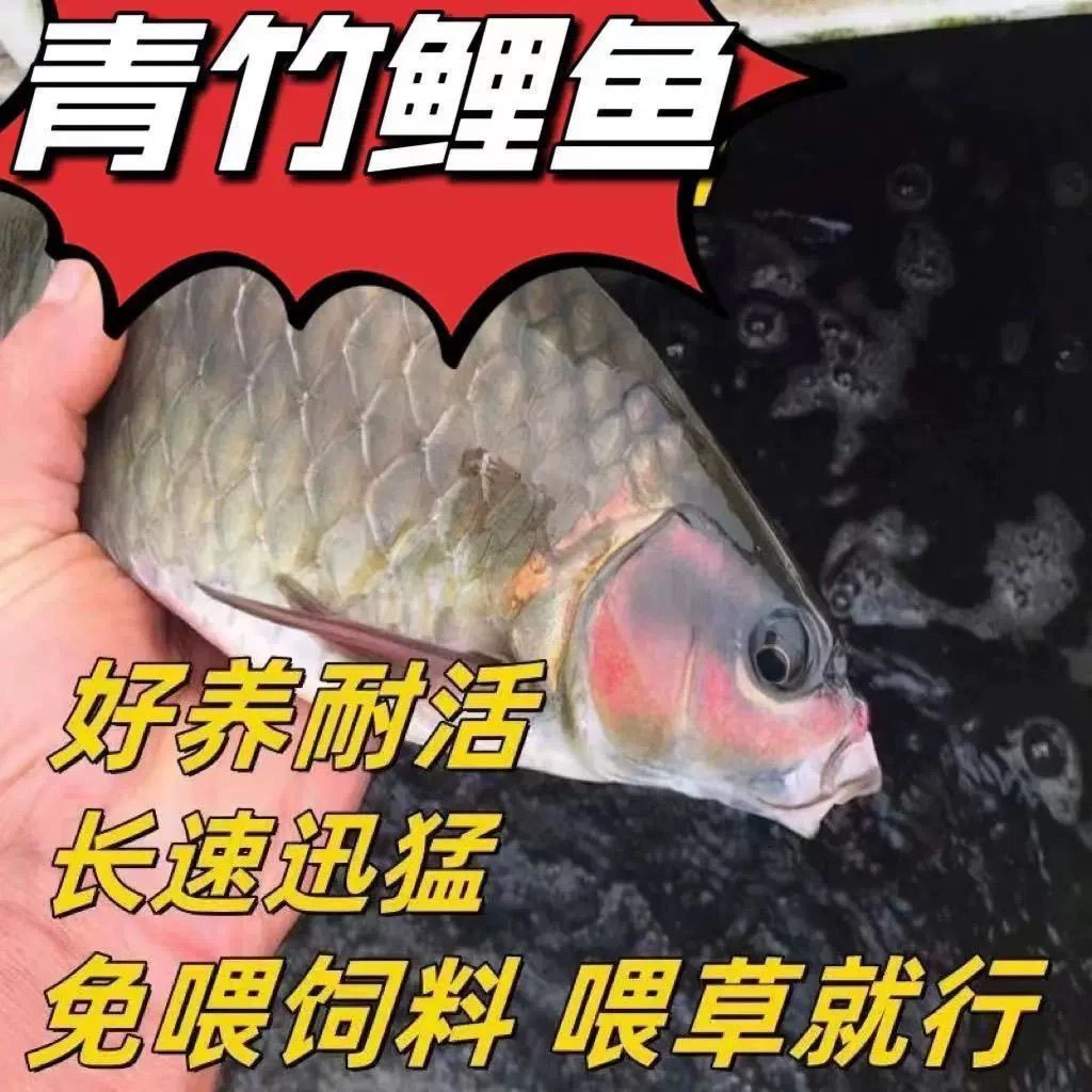 【正宗青竹鱼】青竹倒刺鲃青竹鲤淡水鱼优质改良品种包损包活