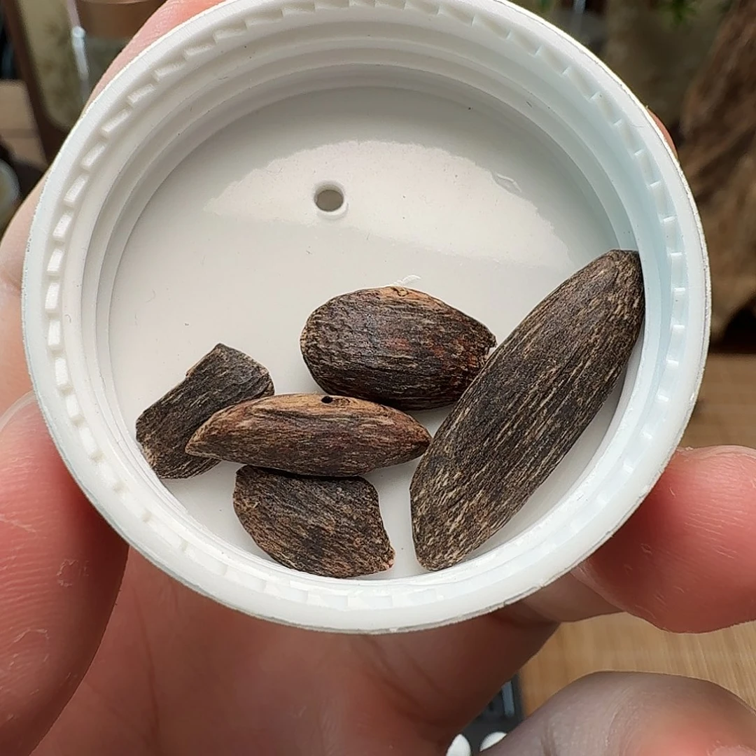 沉香香港大屿山棋韵瓜子