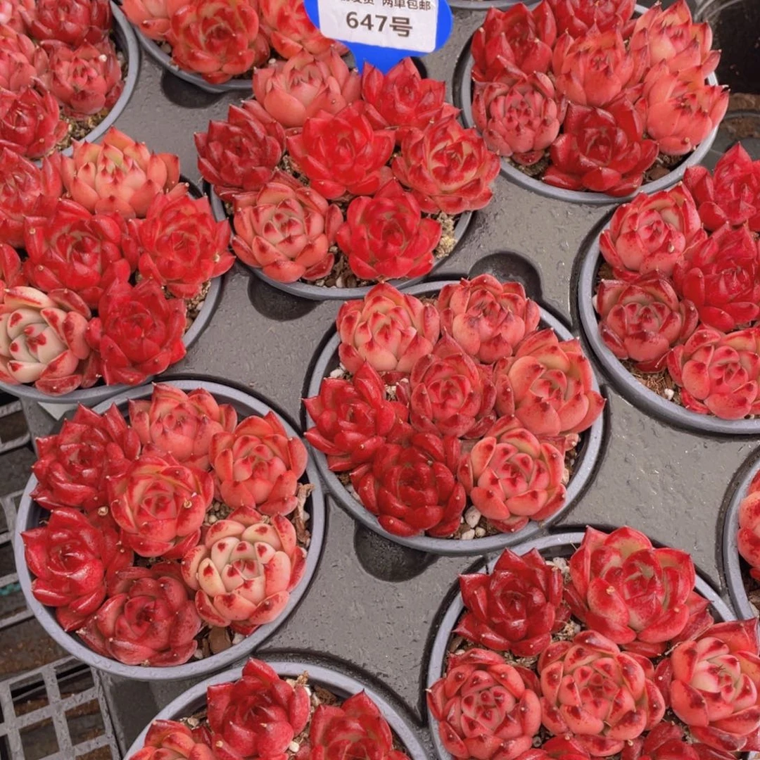 647号 血罗罗密欧组合七个