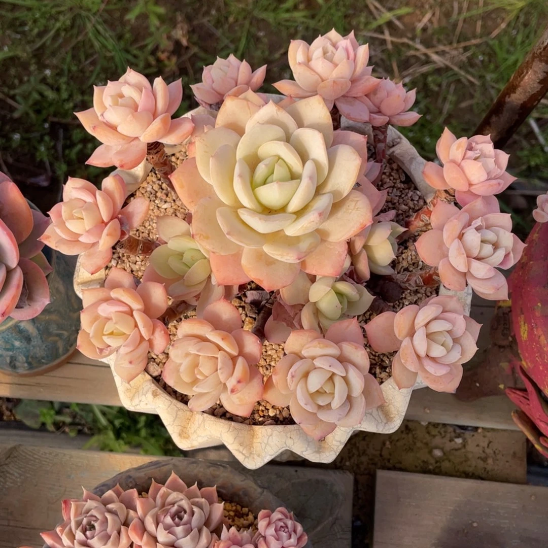 恋曲群生老桩群生