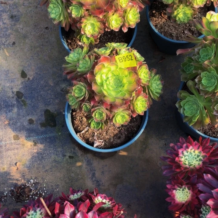 衢****店韶华多肉9520000000000