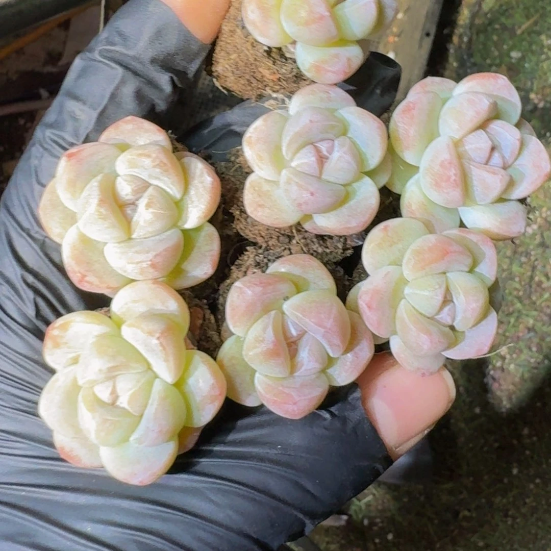 04号粉冰玉小颗到手12颗