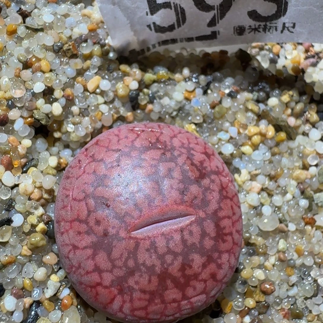 Zzzz精品生石花593