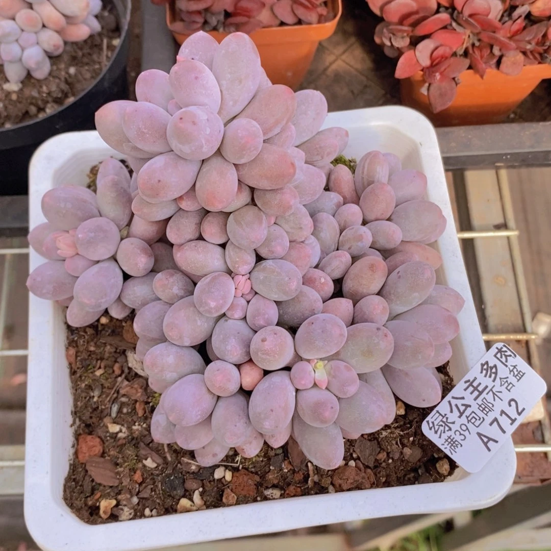 汤圆12cm712多肉植物