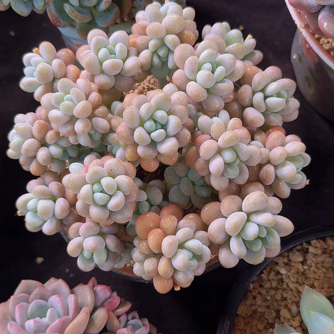 达芙妮多肉一物一拍