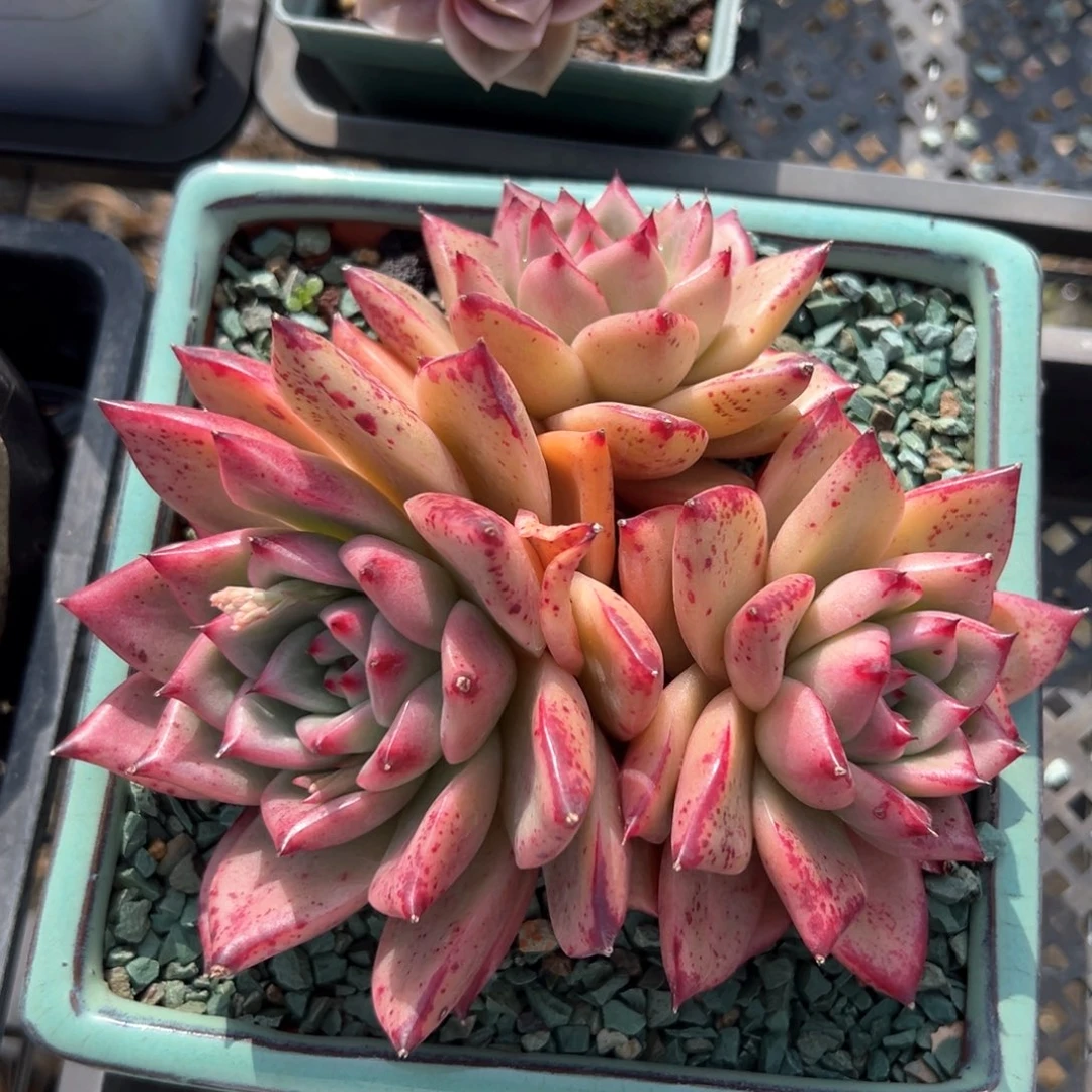 红颜蜜语（满38包邮）多肉