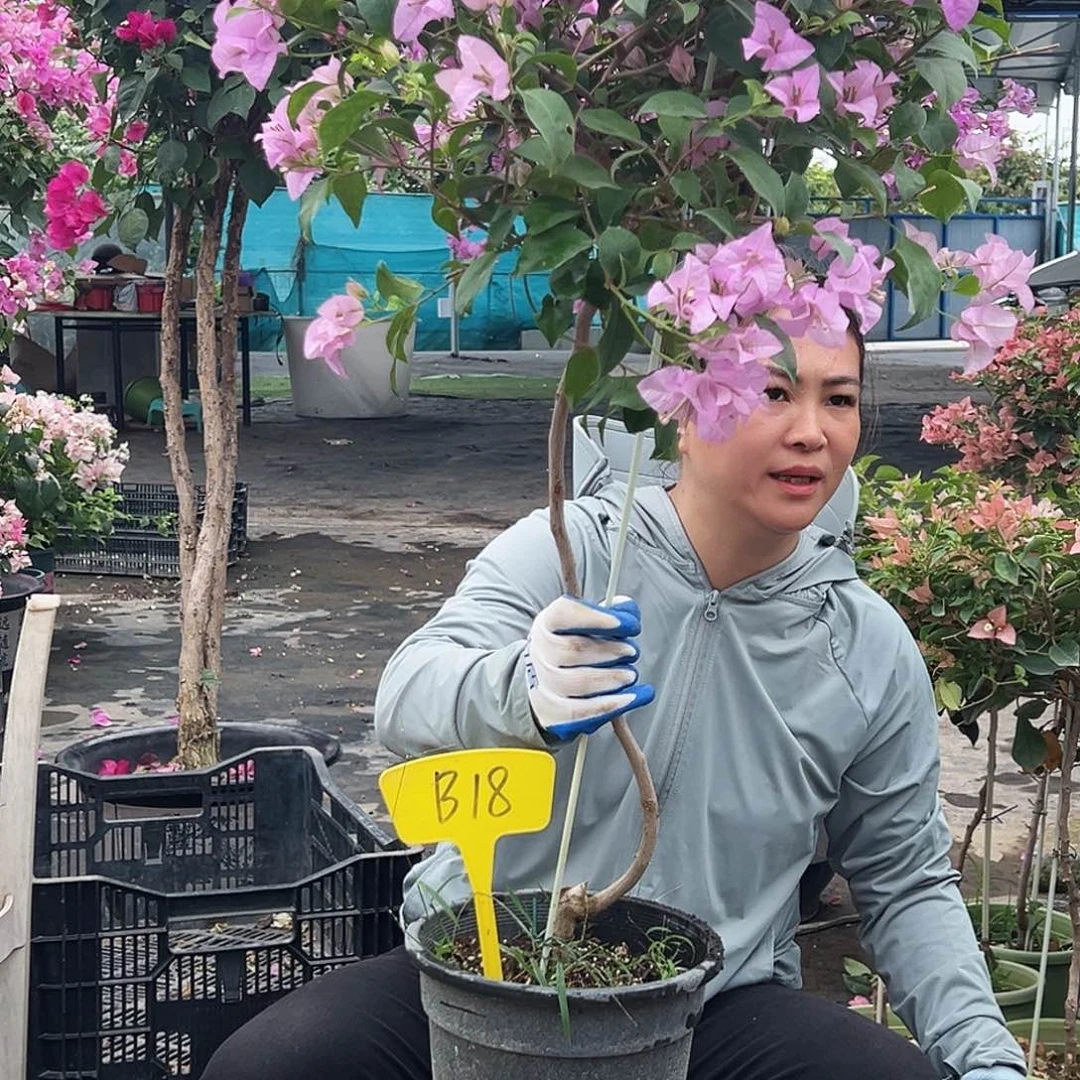 紫***心大部分花苞少量开放B18巴西紫