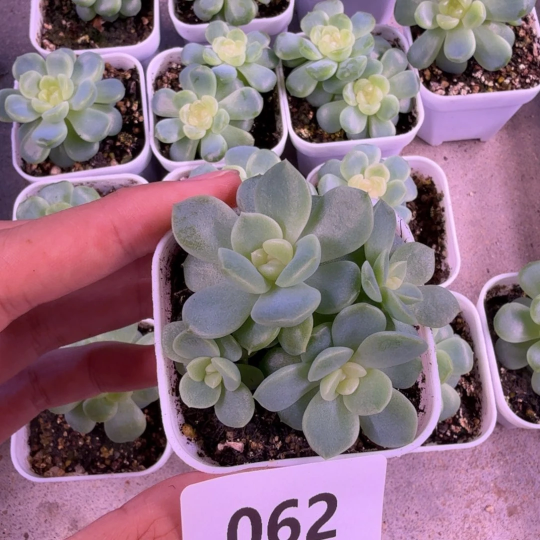 四头谪仙一物一拍062