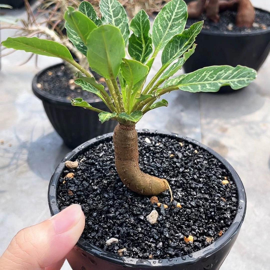 鱼骨666666666666666