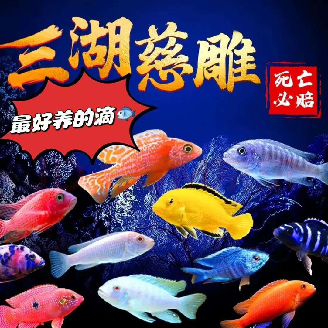 三湖慈鲷马鲷观赏鱼4.5cm+