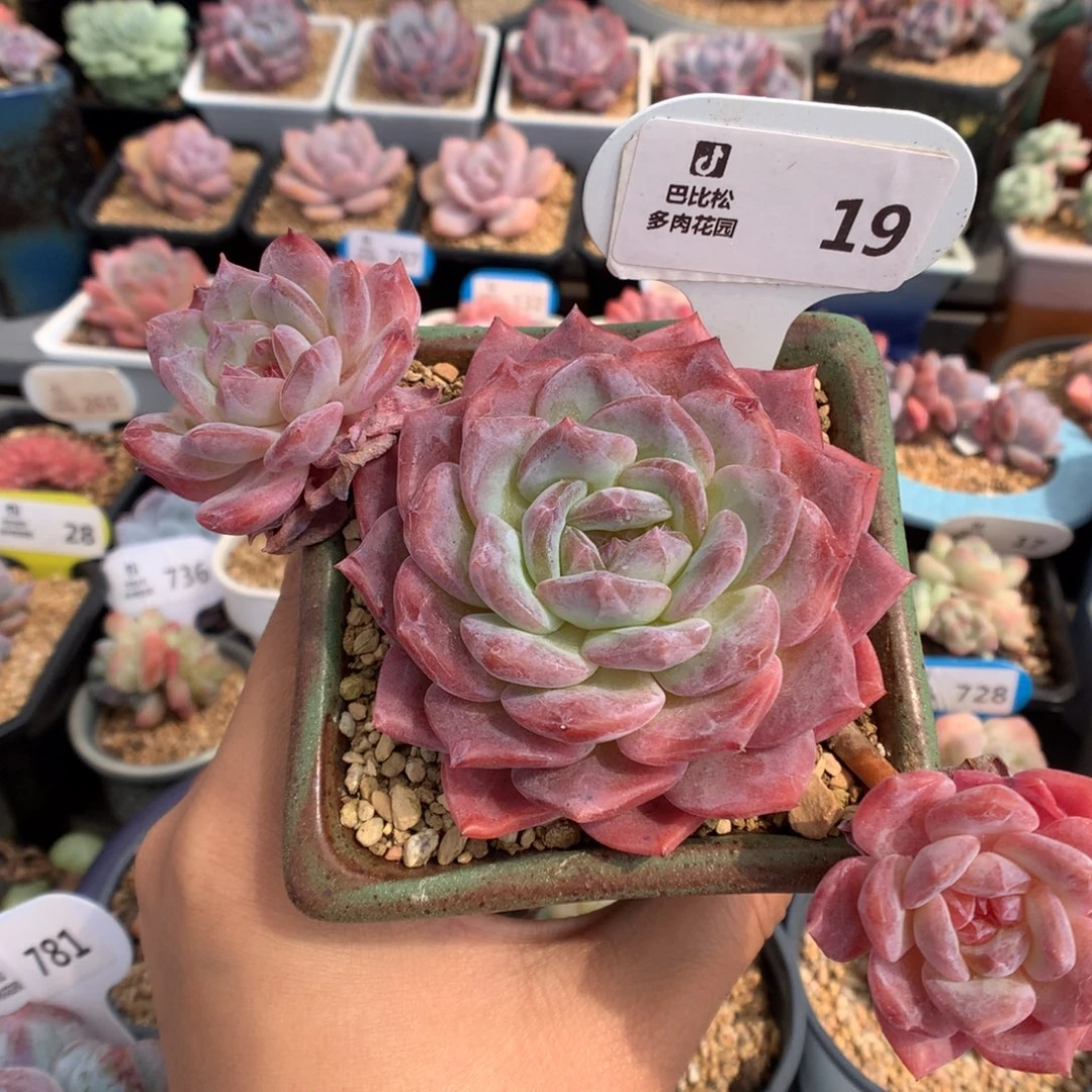 19三头琥珀多肉植物