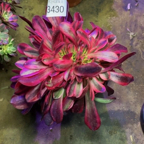 美杜莎多肉植物3430