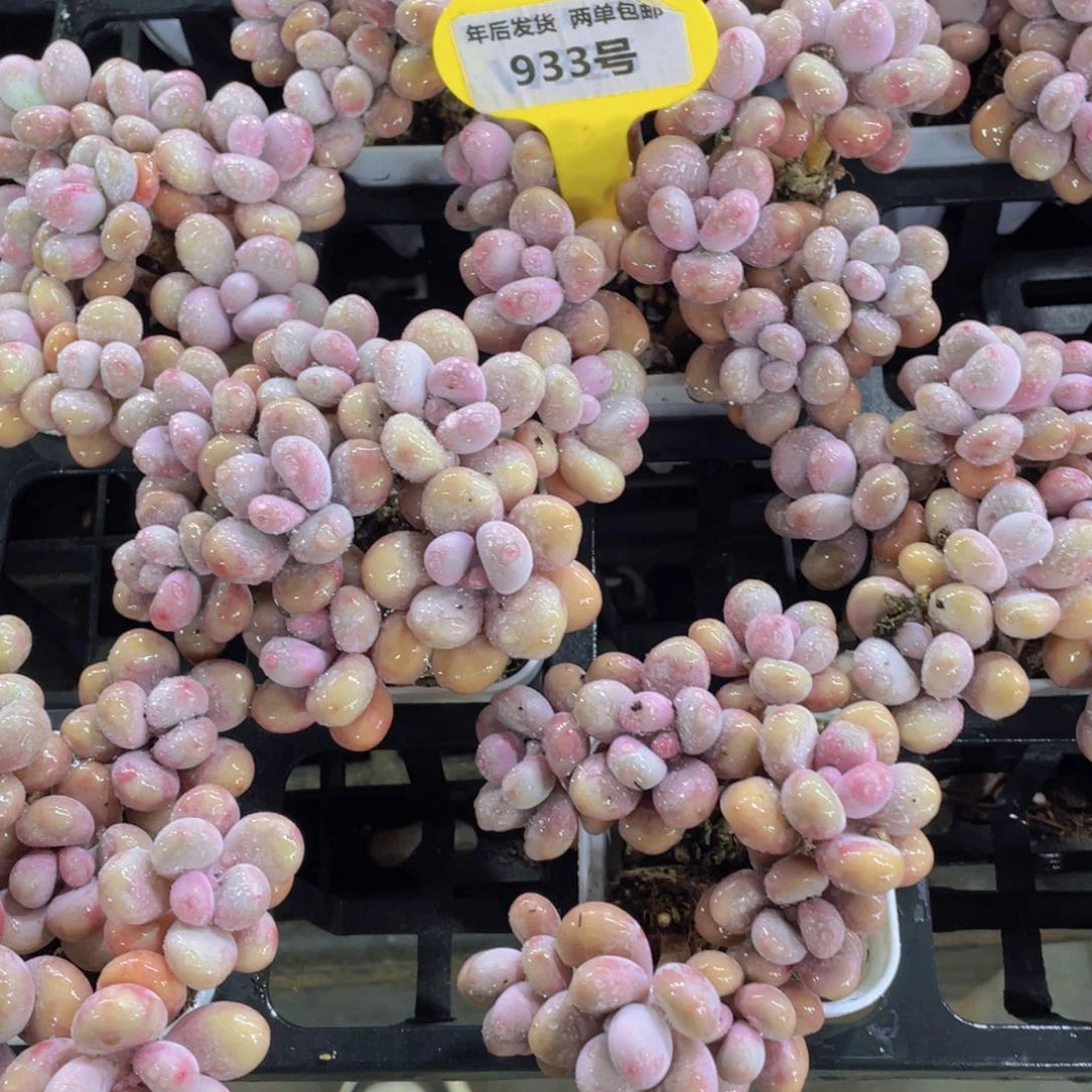 933号 丸叶老桩桃蛋拼盘八头起一个