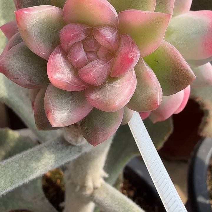 冰月亮锦可嫁接多肉锦