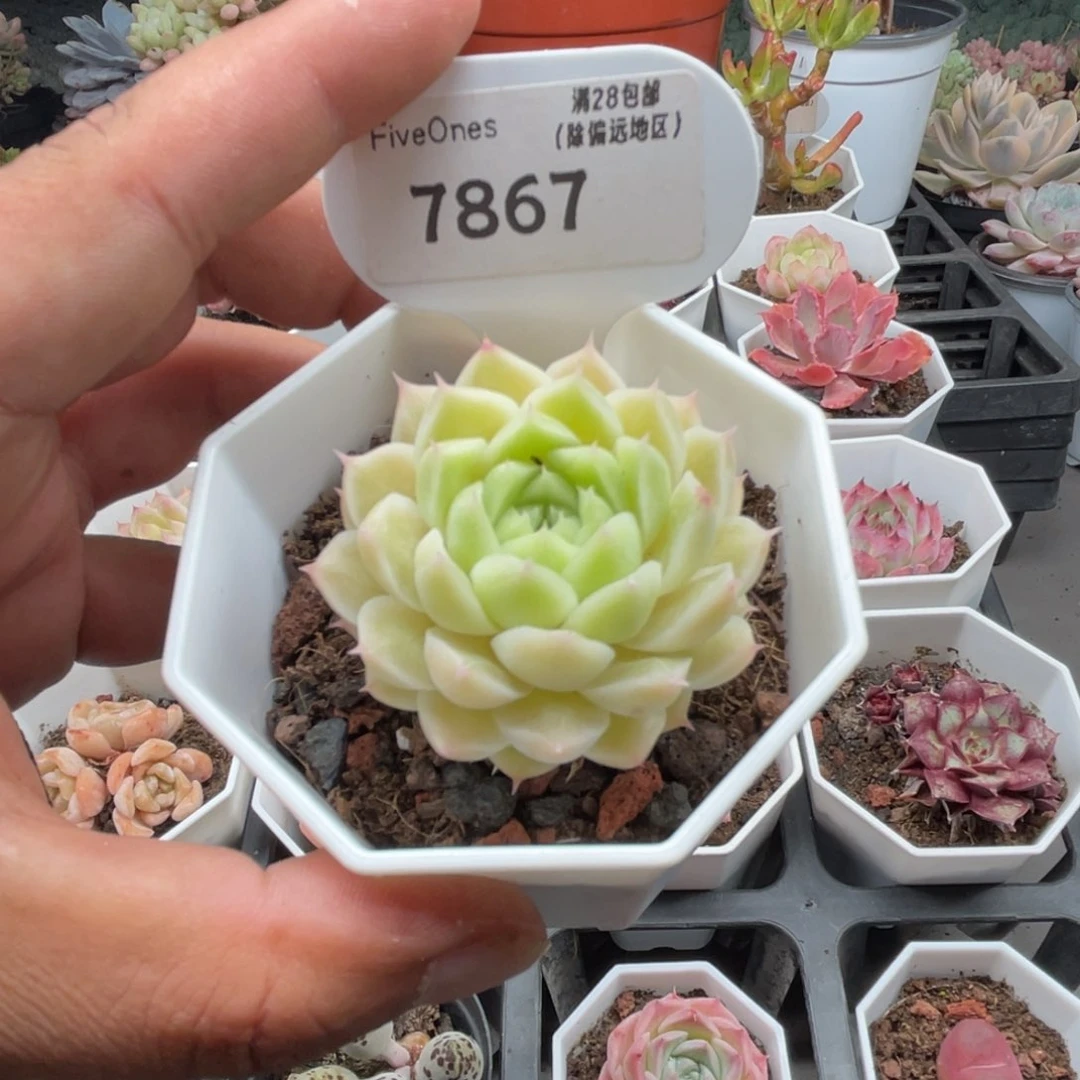 7867绿糖甜心4.5厘米