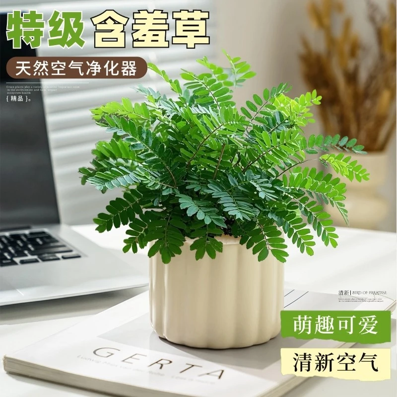 含羞草盆栽室内客厅办公桌面上趣味可爱小绿植害羞草四季好养花卉