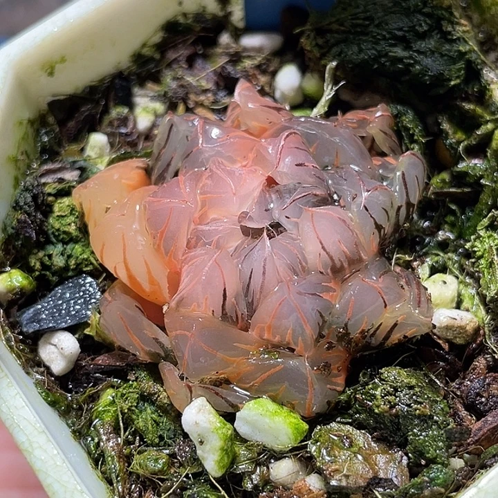 753水中月锦福利一物