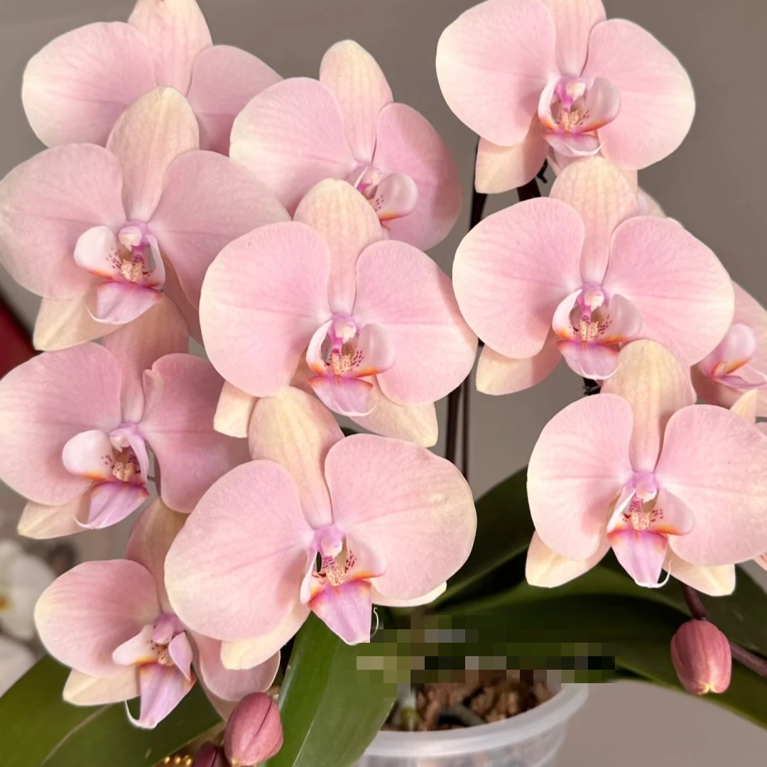 【罗马】3.5寸加高杯蝴蝶兰 颜色独特 弱根 微瑕疵