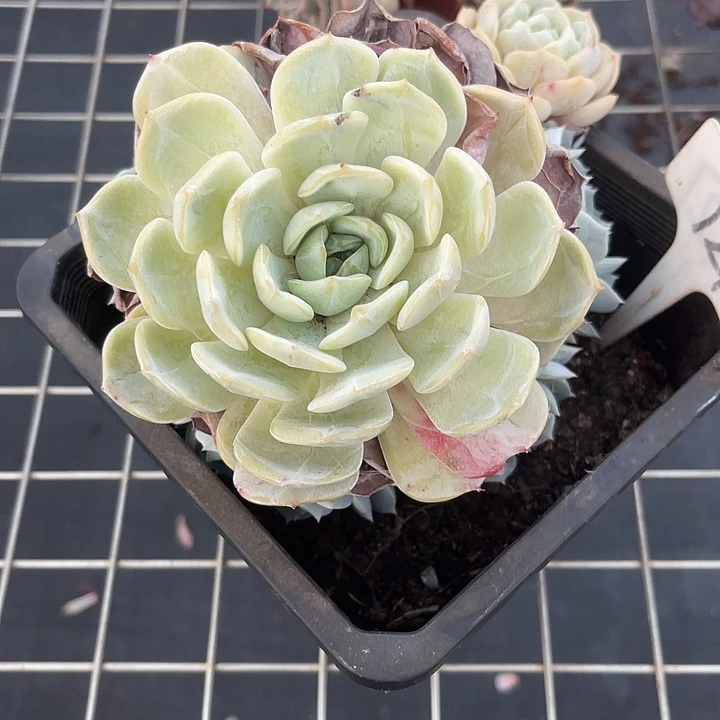 两单包邮，一物一拍127劳林