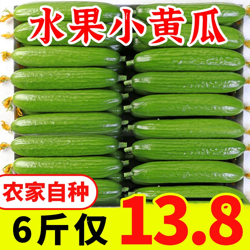 山东水果小黄瓜6斤新鲜现摘荷兰无刺小黄瓜包邮生吃清脆爽口自种5
