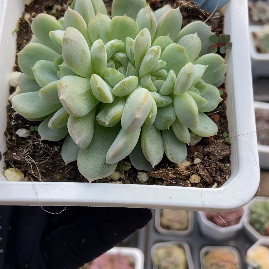 6047白恋多肉植物
