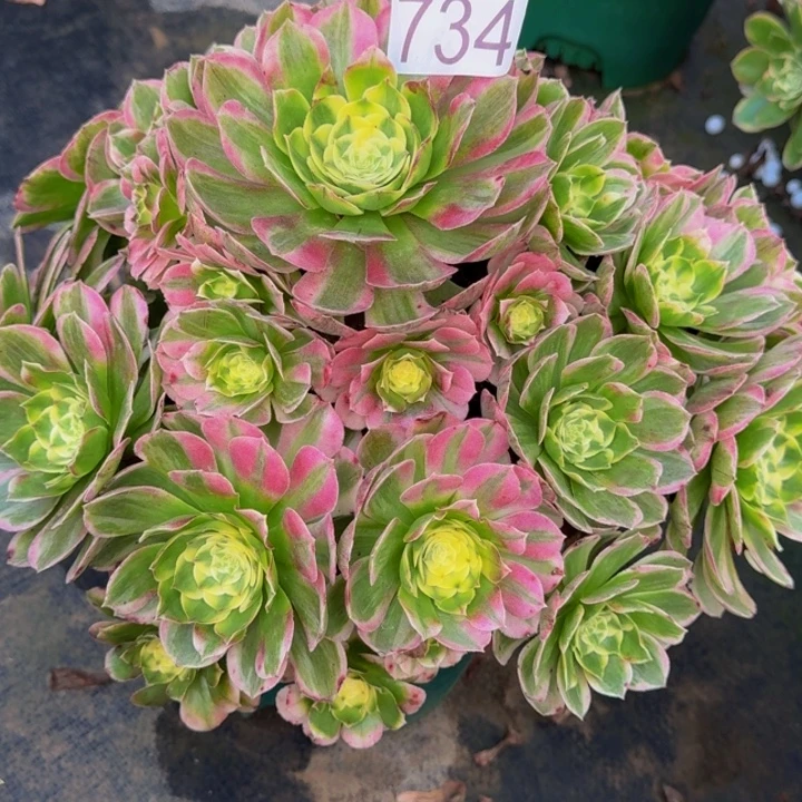 00000000000734玉芙蓉