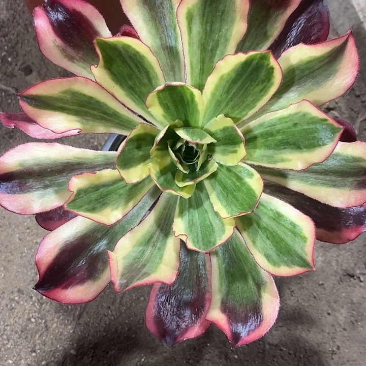 魅影单头法师多肉植物