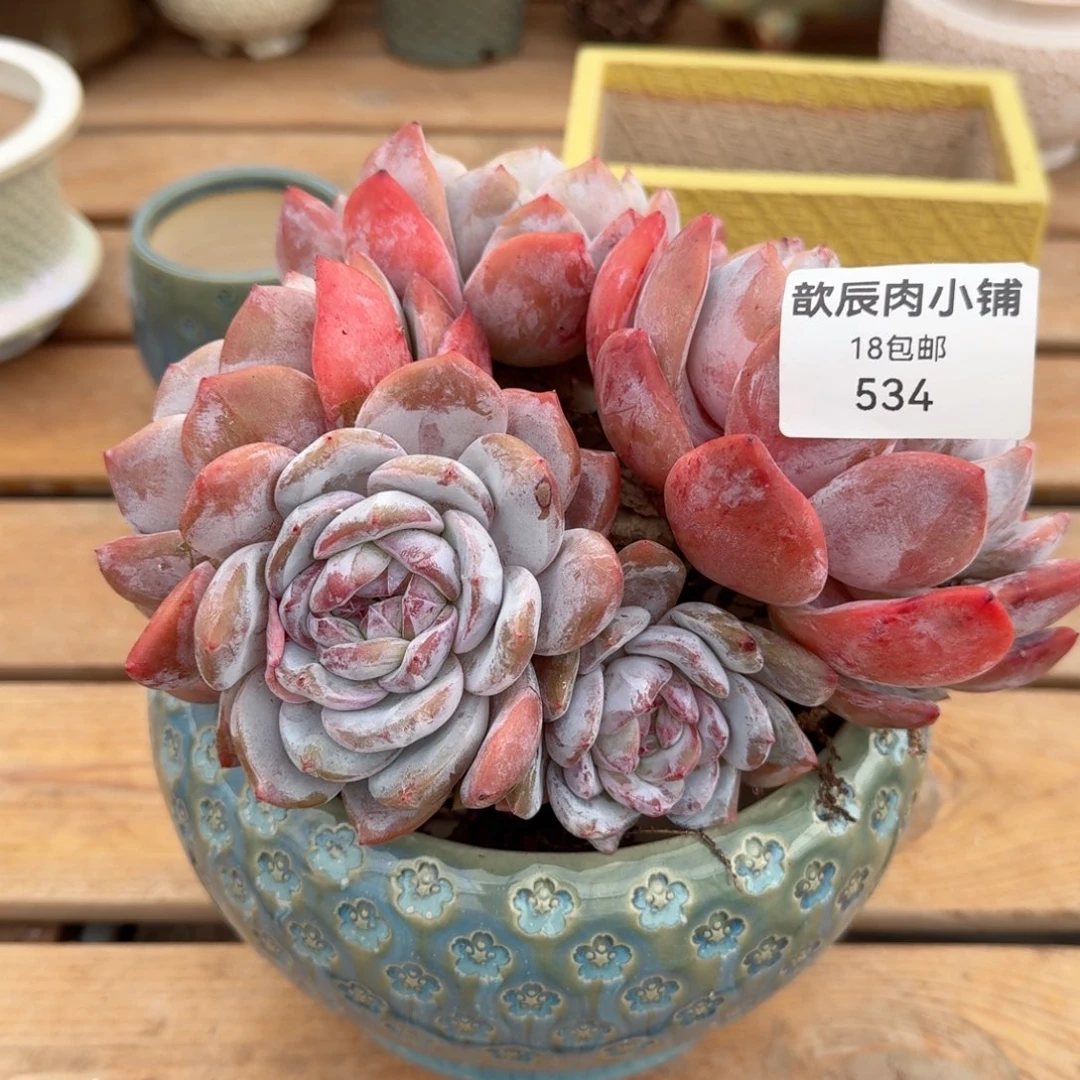 咖***乐多肉植物石榴籽群534