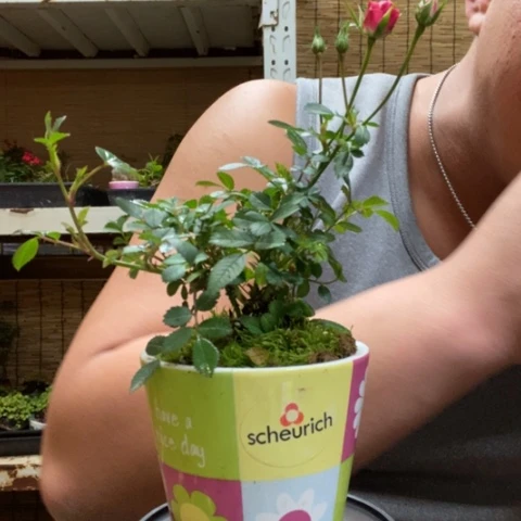 红陶一物一拍所见即所得54