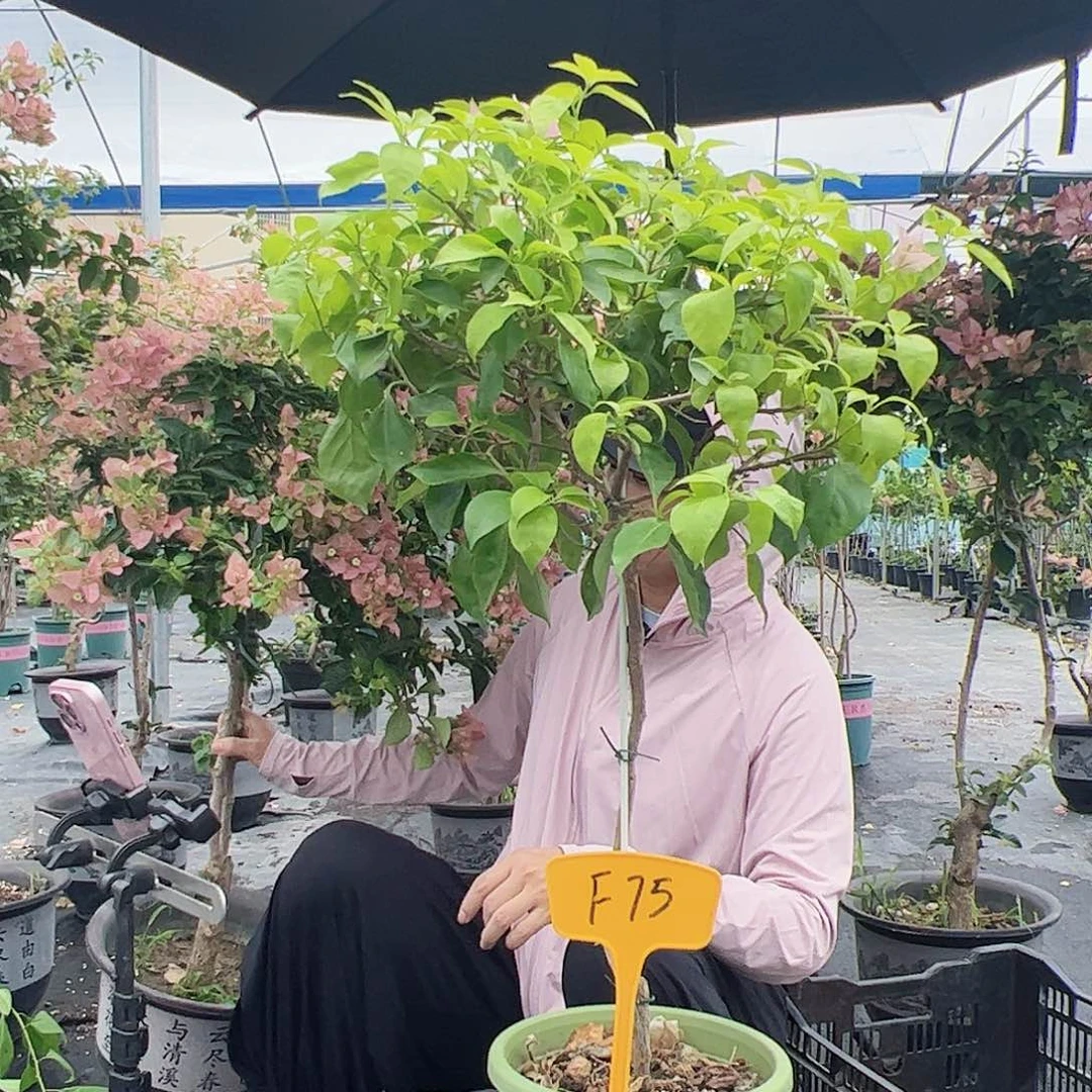 当前无花栽培后可以开花不**张F75粉天使
