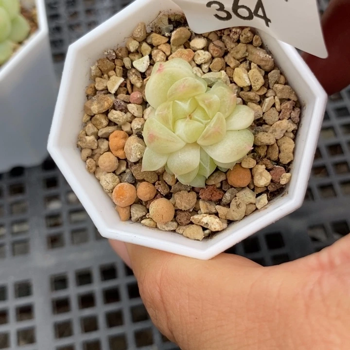 标364现金财富一个多肉