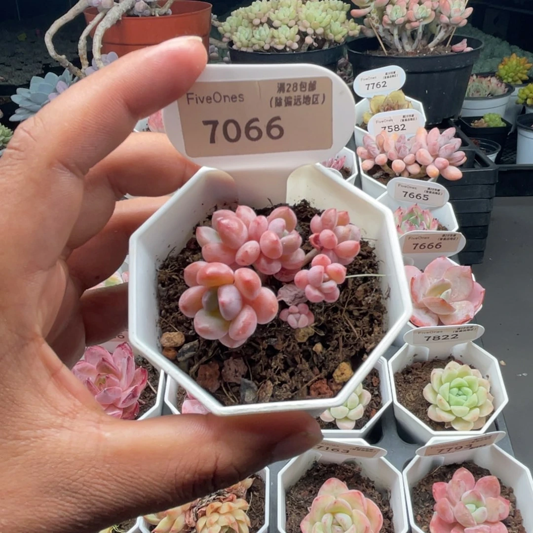 7066粉桃花4.0厘米