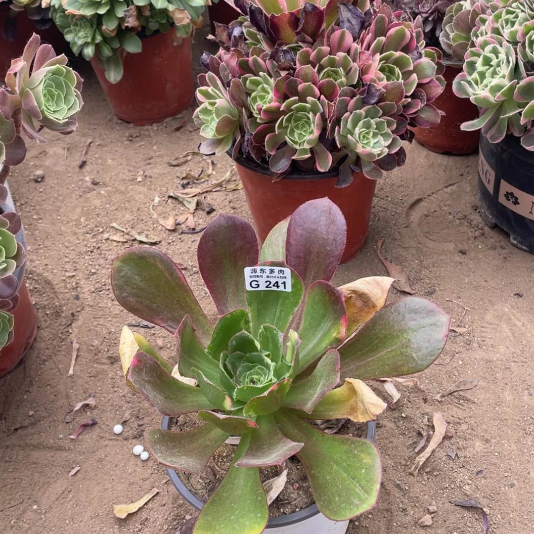 241魅影七彩多肉法师断枝不包