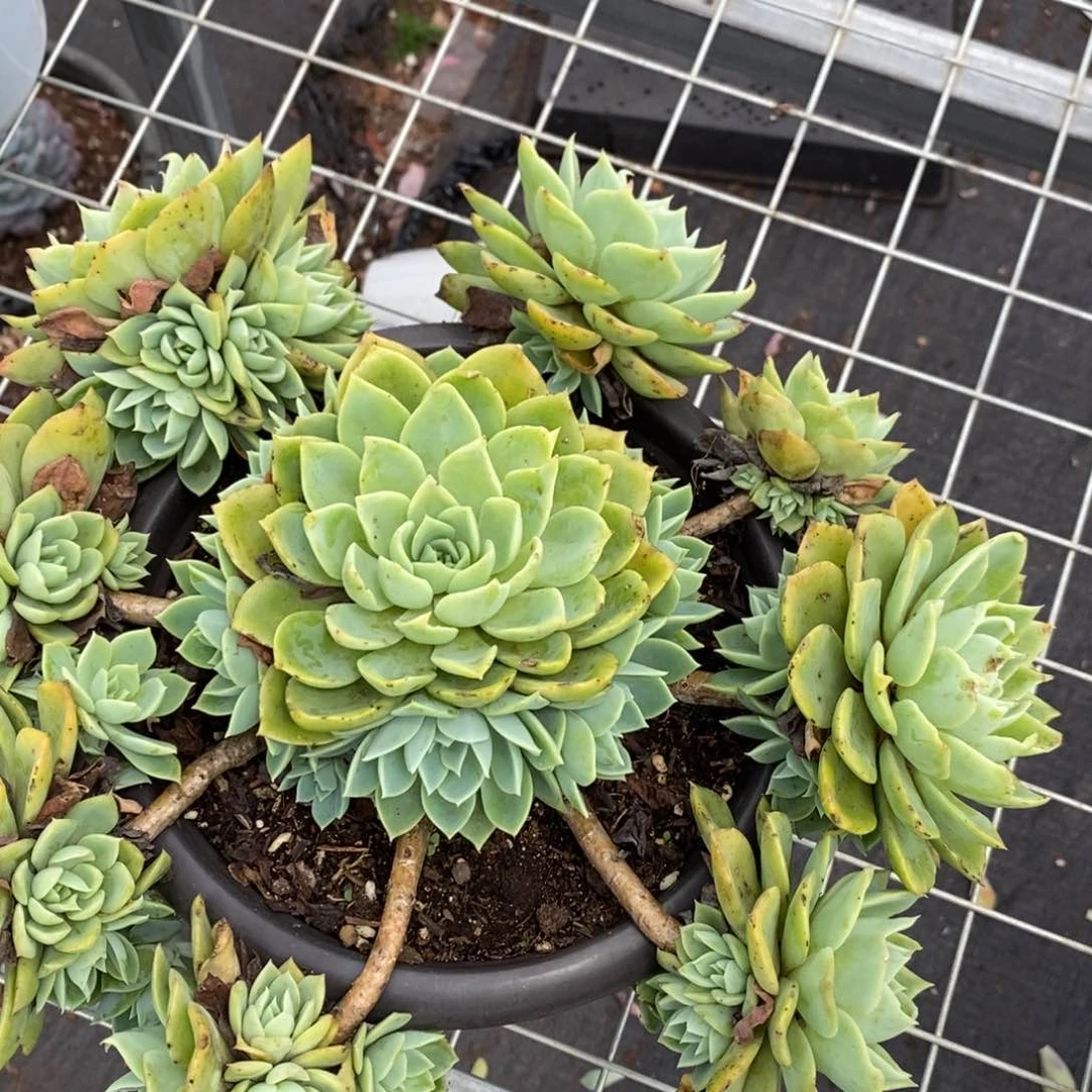 三色堇 手捧老桩带多崽