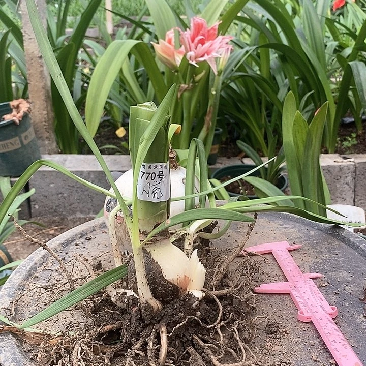 全部花朵闪亮坨坨福利770号