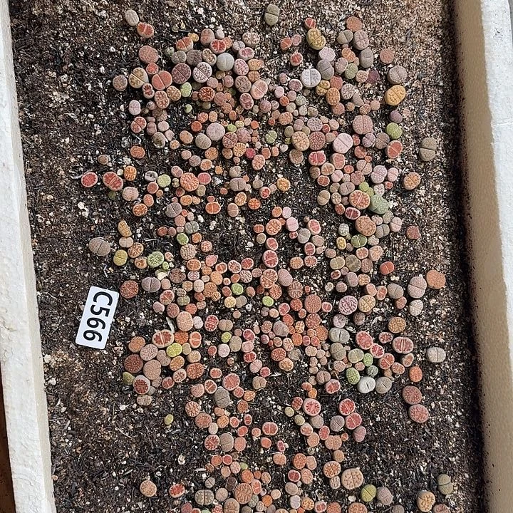 生566石花整框脱土发货伤疤不售后