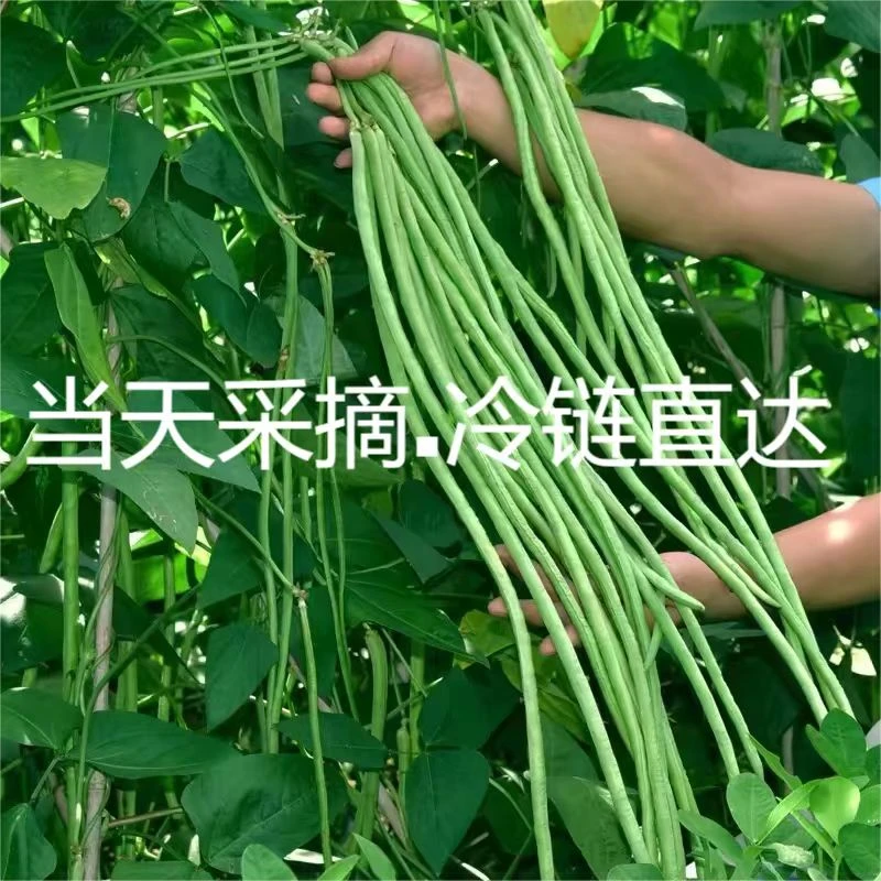 头茬嫩豆角3-5斤装