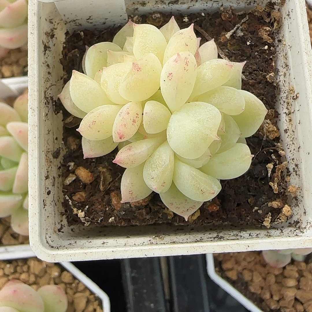 养***姨80福利泼天双头多肉