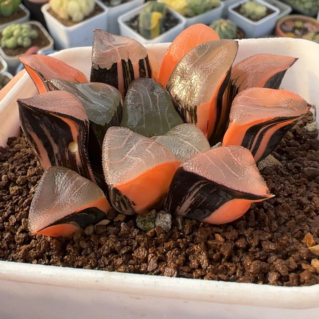 克锦实生母本带盆多肉