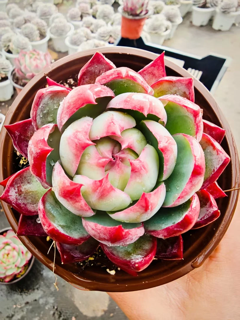 惊鸿仙子多肉植物多肉大盆多肉盆栽盆栽好养颜值高适合新手