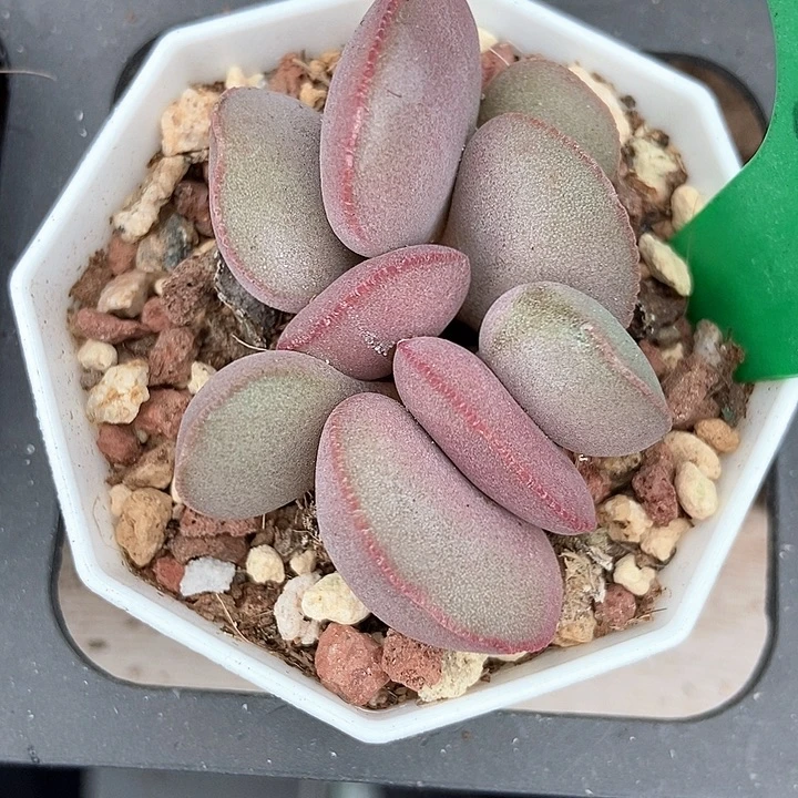 多肉植物红蛋1910多肉